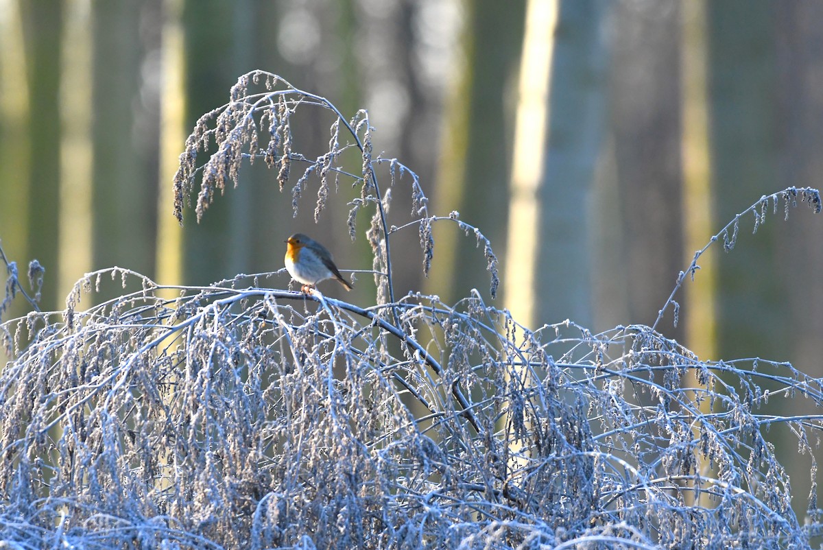 Вільшанка - ML646963757