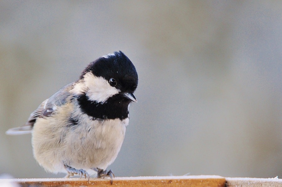 Синиця чорна - ML646963758