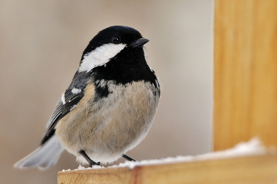 Синиця чорна - ML646963759