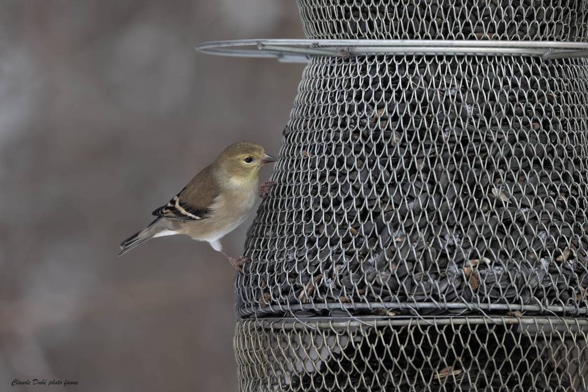 American Goldfinch - ML646963760