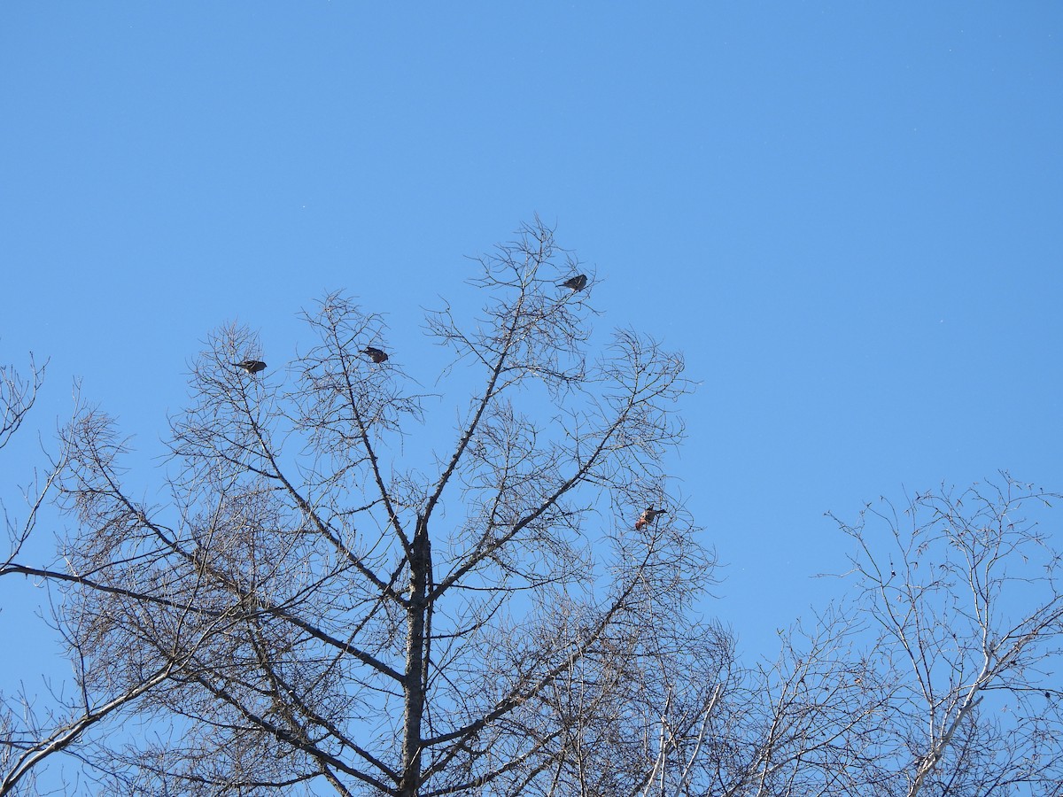 Смеречник тайговий - ML646963761