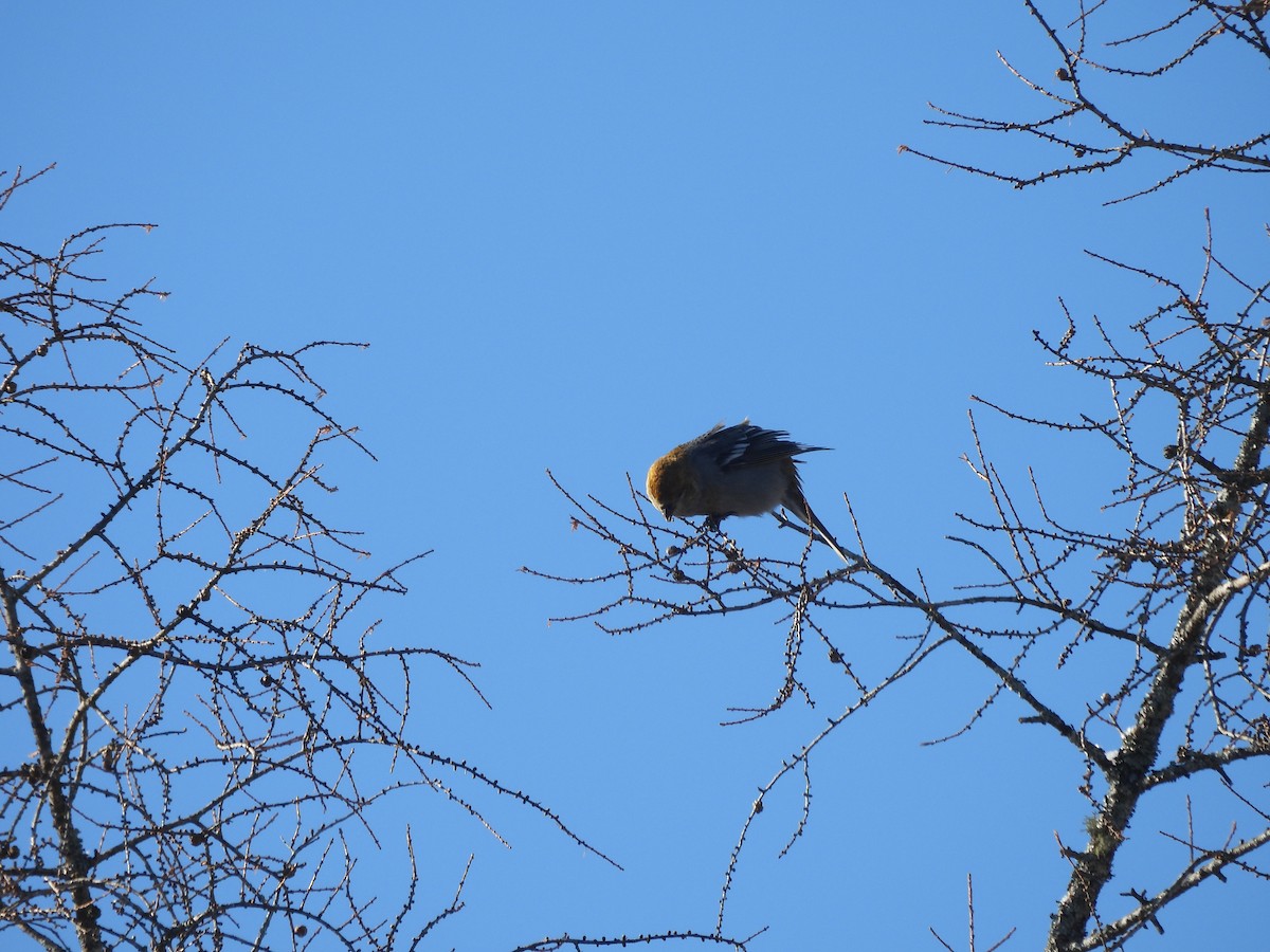 Смеречник тайговий - ML646963762