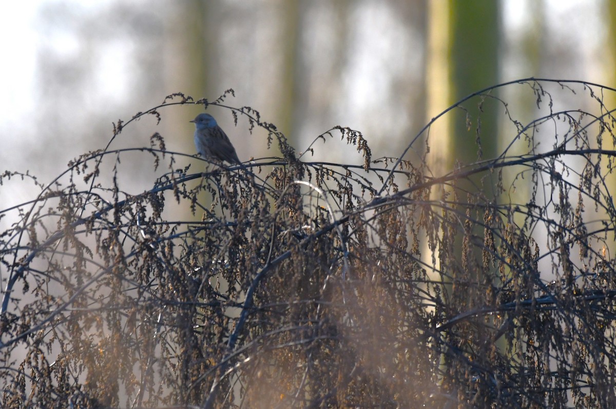 Тинівка лісова - ML646963763