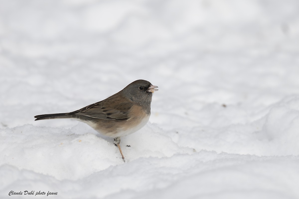 Dark-eyed Junco (Oregon) - ML646963764