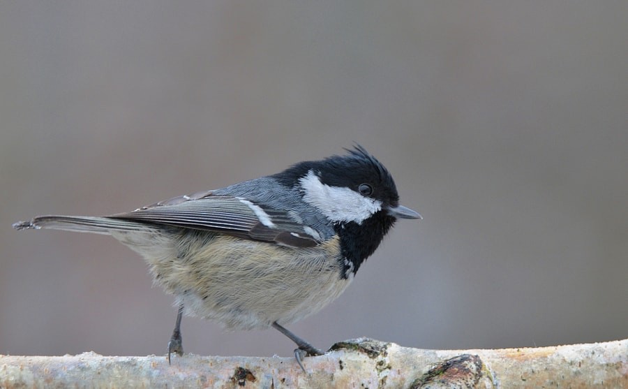 Синиця чорна - ML646963766