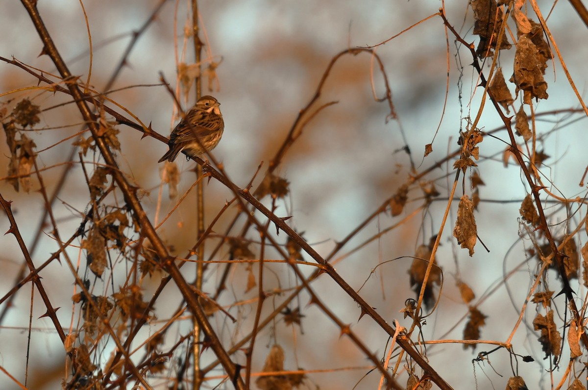 Вівсянка очеретяна - ML646963767