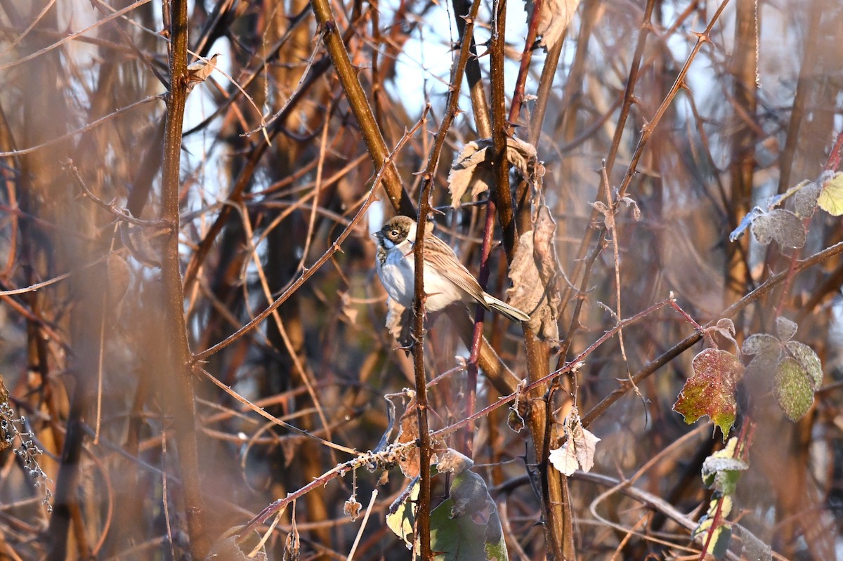 Вівсянка очеретяна - ML646963768