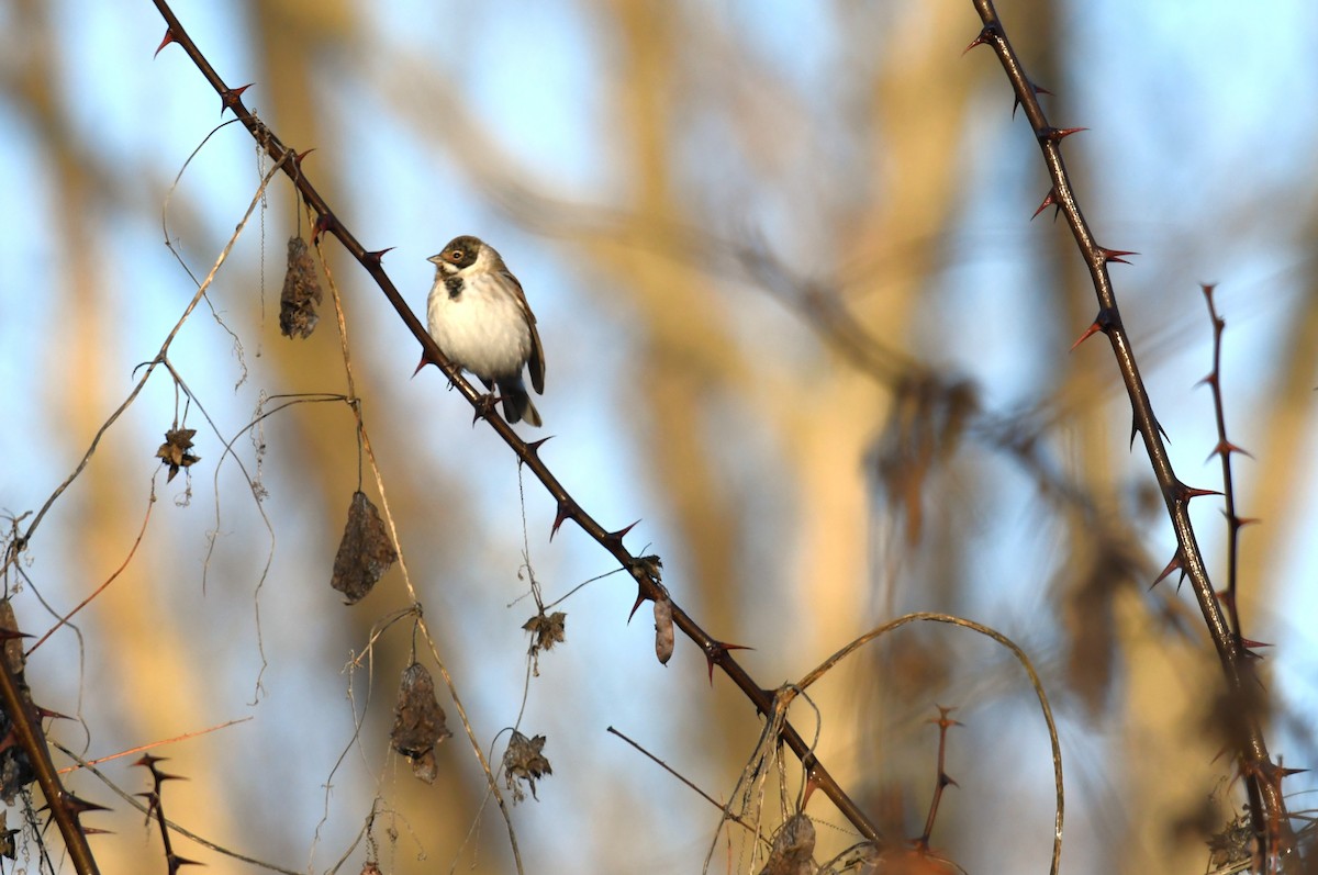 Вівсянка очеретяна - ML646963769