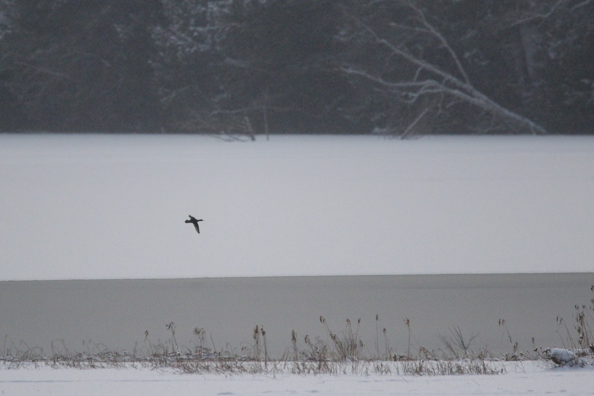 Крех жовтоокий - ML646963770