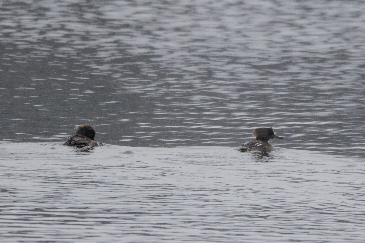 Крех жовтоокий - ML646963771