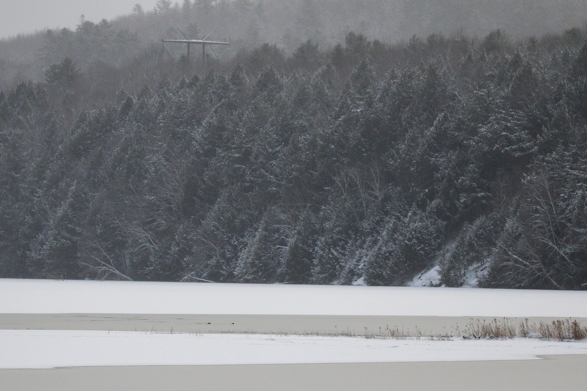 Крех жовтоокий - ML646963772