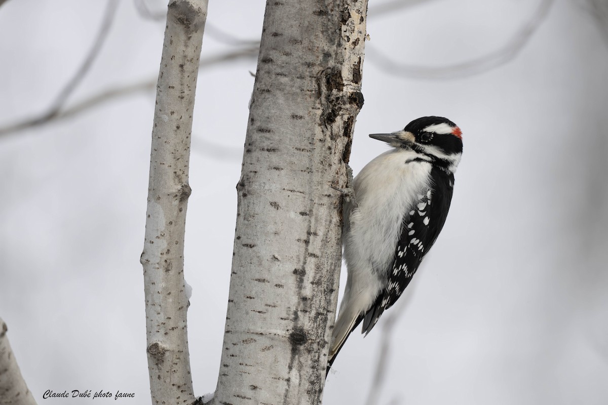 Hairy Woodpecker - ML646963773