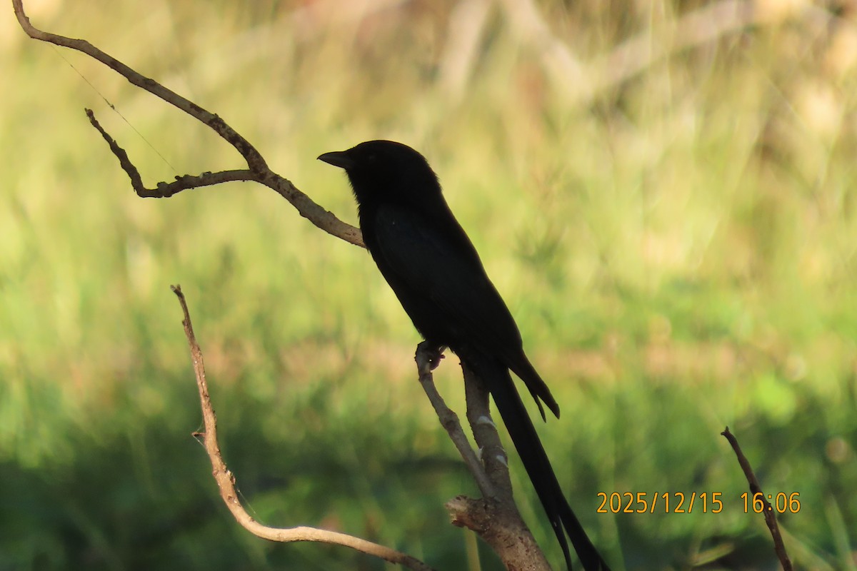 Дронго чорний - ML646963777