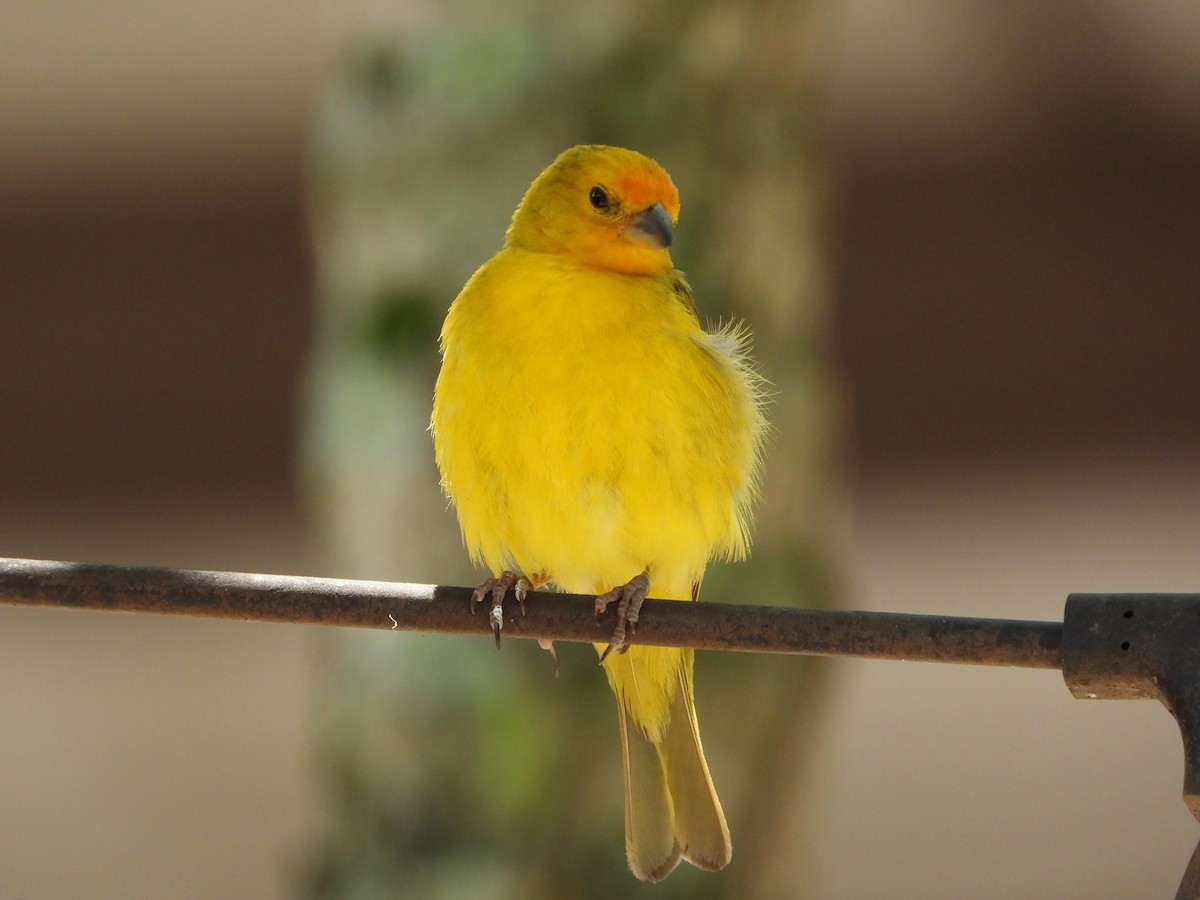 Посвірж золотоголовий - ML646963778