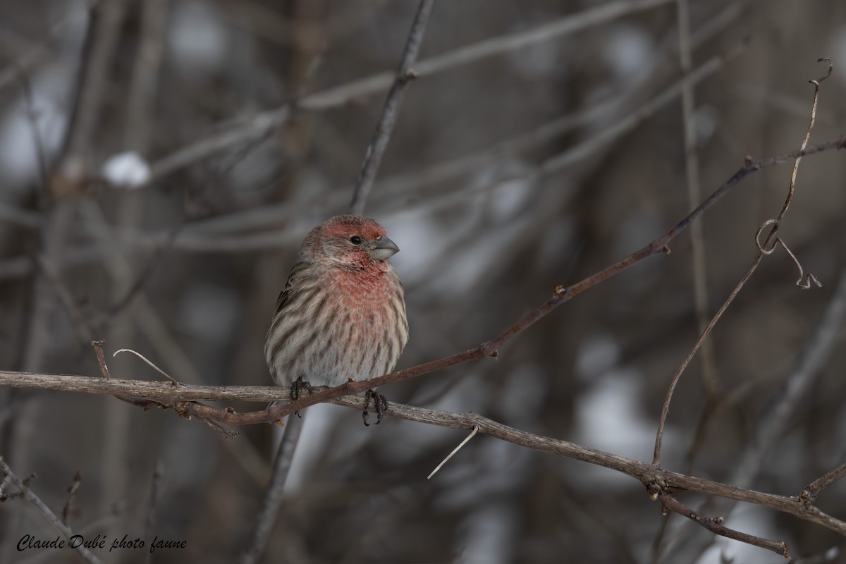 House Finch - ML646963781
