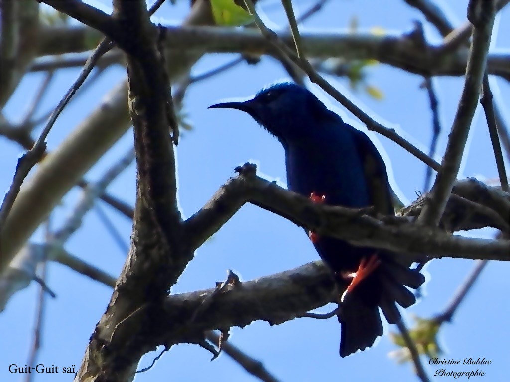 Танагра-медоїд бірюзова - ML646963782