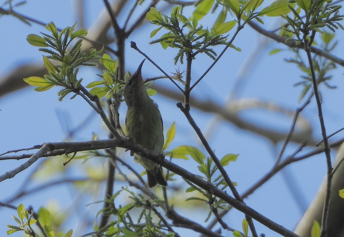 Танагра-медоїд бірюзова - ML646963783