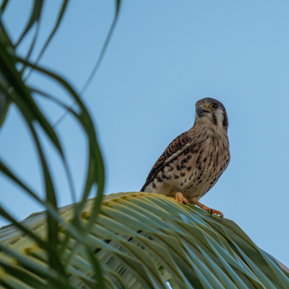 American Kestrel - ML646963784