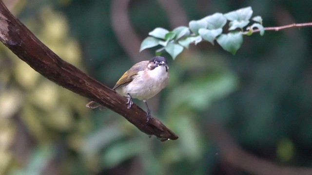 Бюльбюль китайський - ML646963786