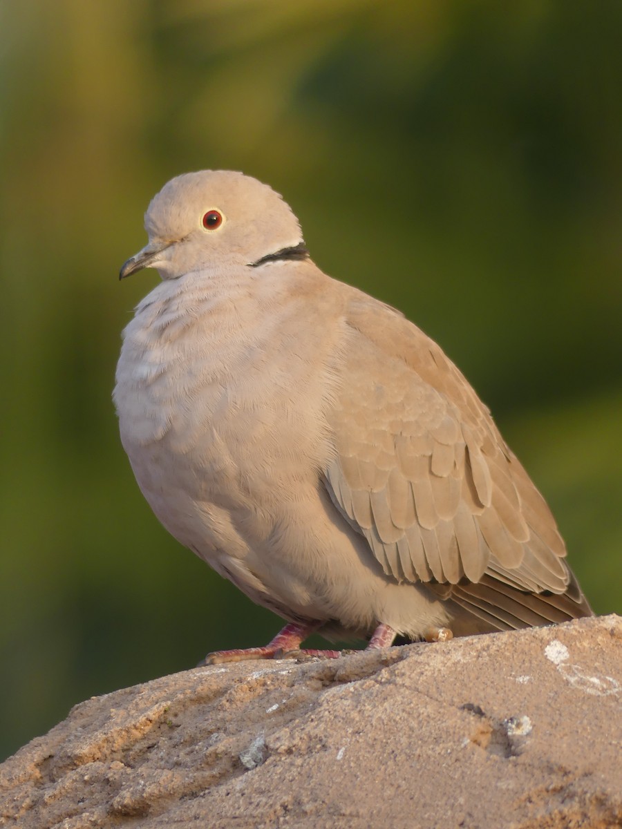 Горлиця садова - ML646963787