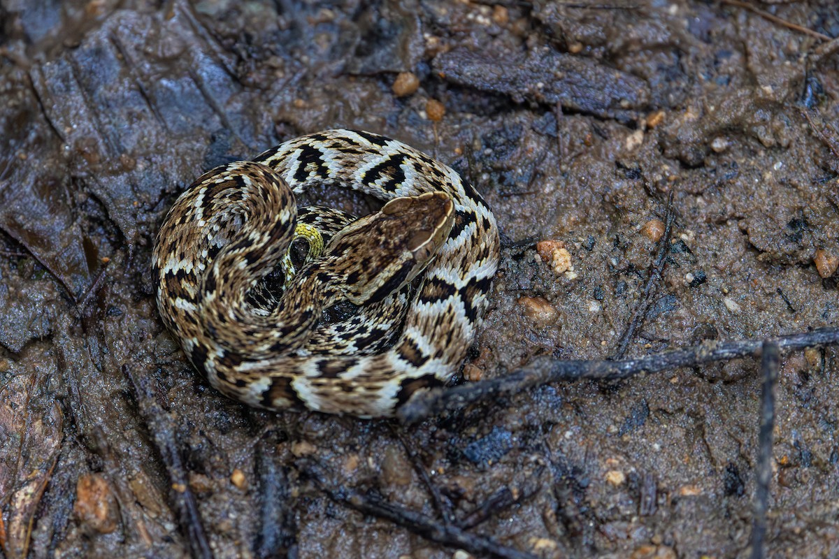 Jararaca - ML646963788