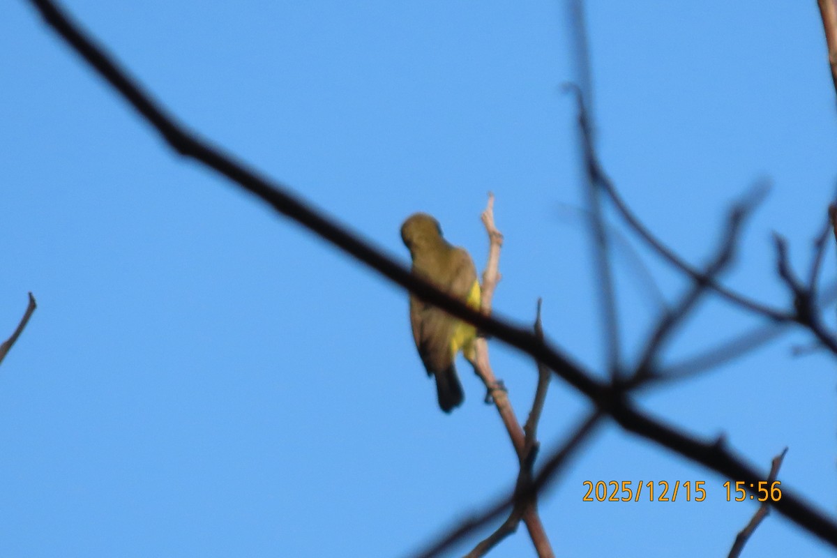 Ornate Sunbird - ML646963789