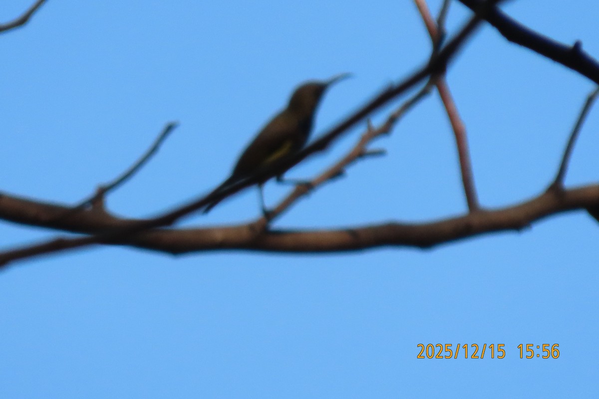 Ornate Sunbird - ML646963790