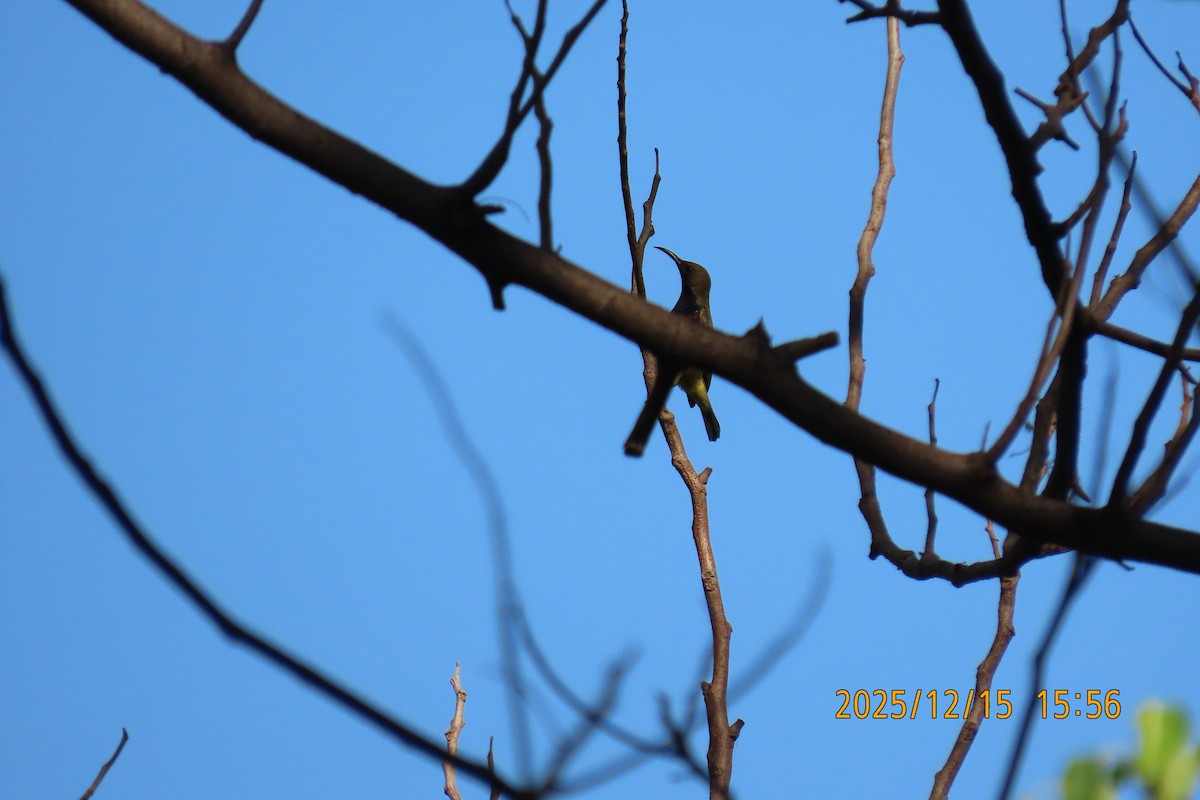 Ornate Sunbird - ML646963791