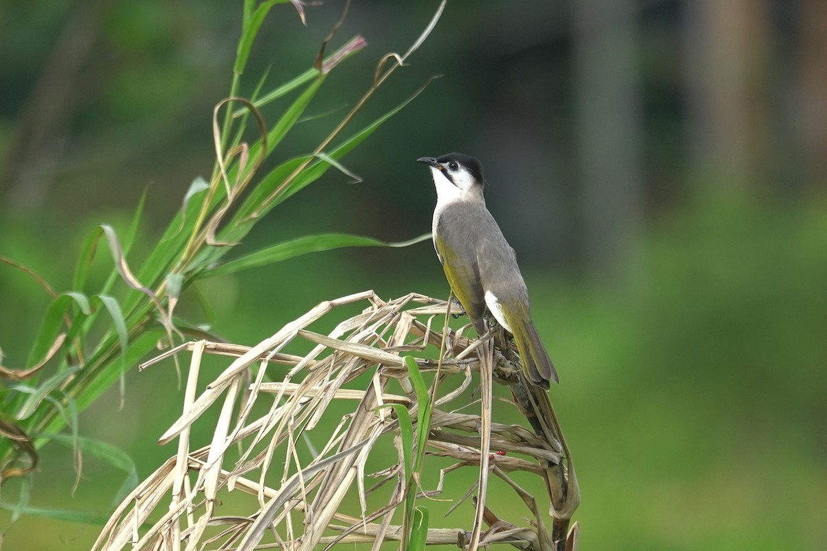 Бюльбюль тайванський - ML646963797