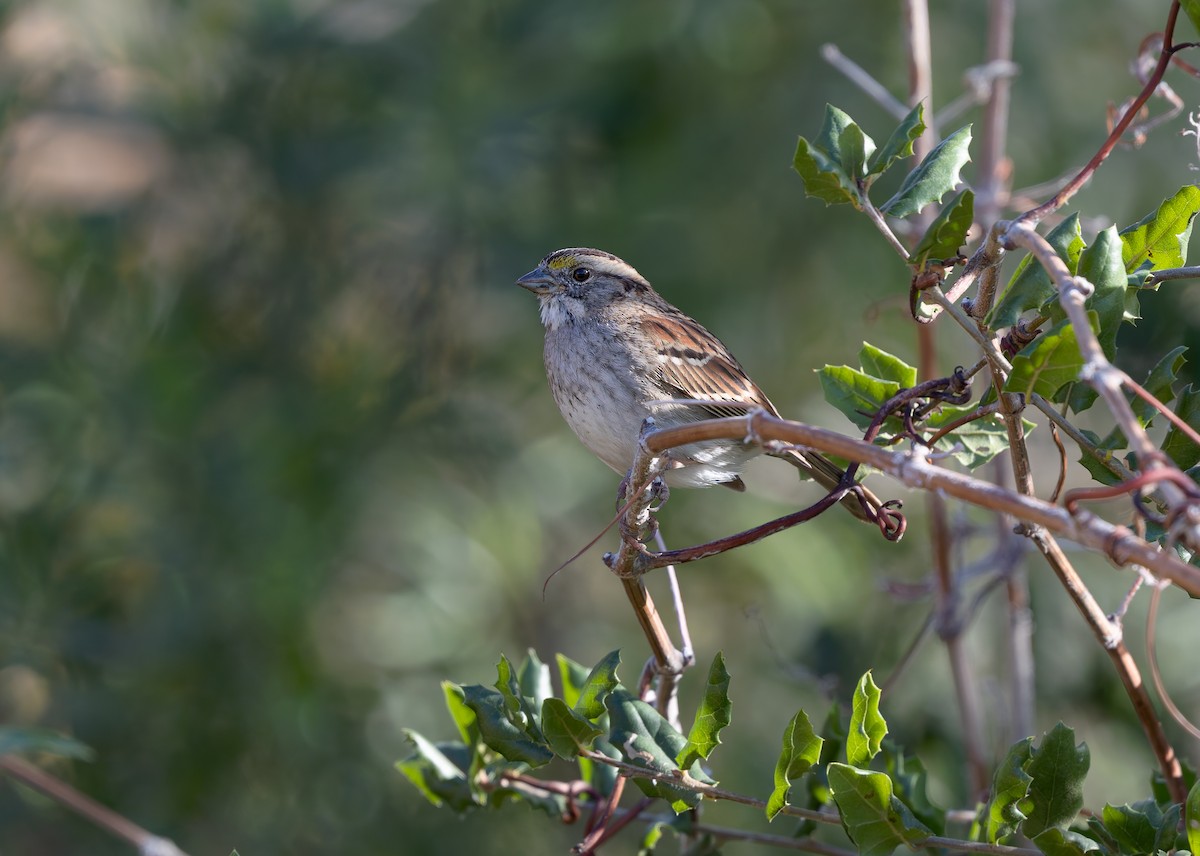 White-throated Sparrow - ML646963798