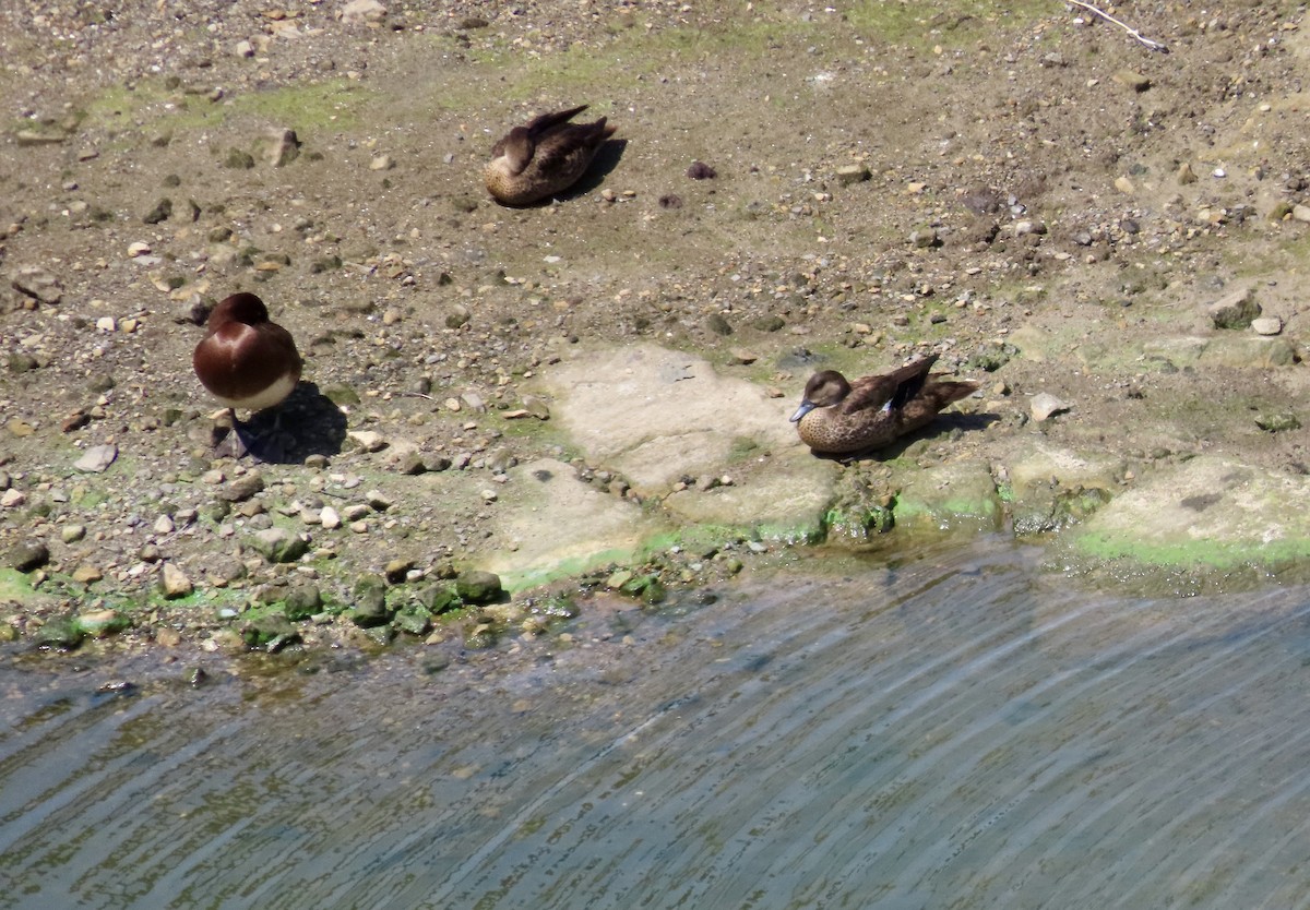 Чернь австралійська - ML646963800