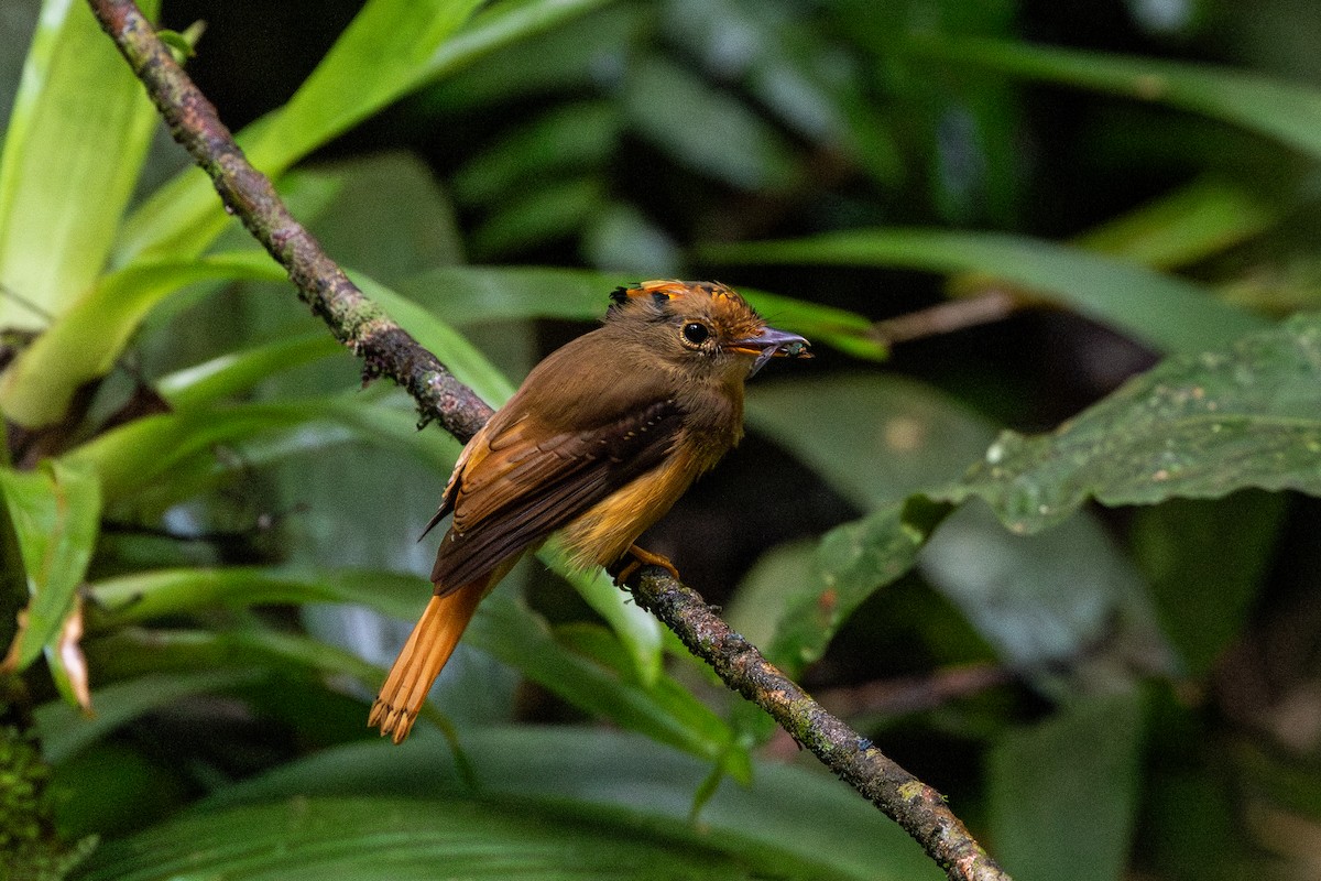 Orangebrust-Kronenbekarde - ML646963801