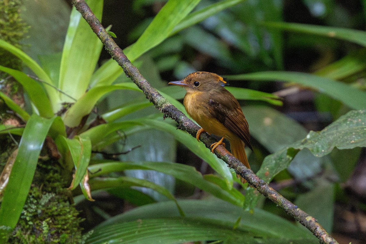 Orangebrust-Kronenbekarde - ML646963802