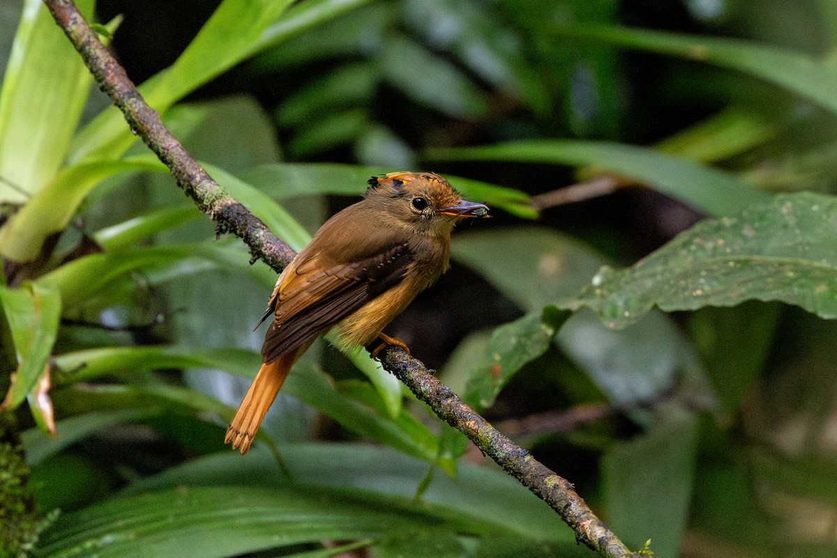 Orangebrust-Kronenbekarde - ML646963803