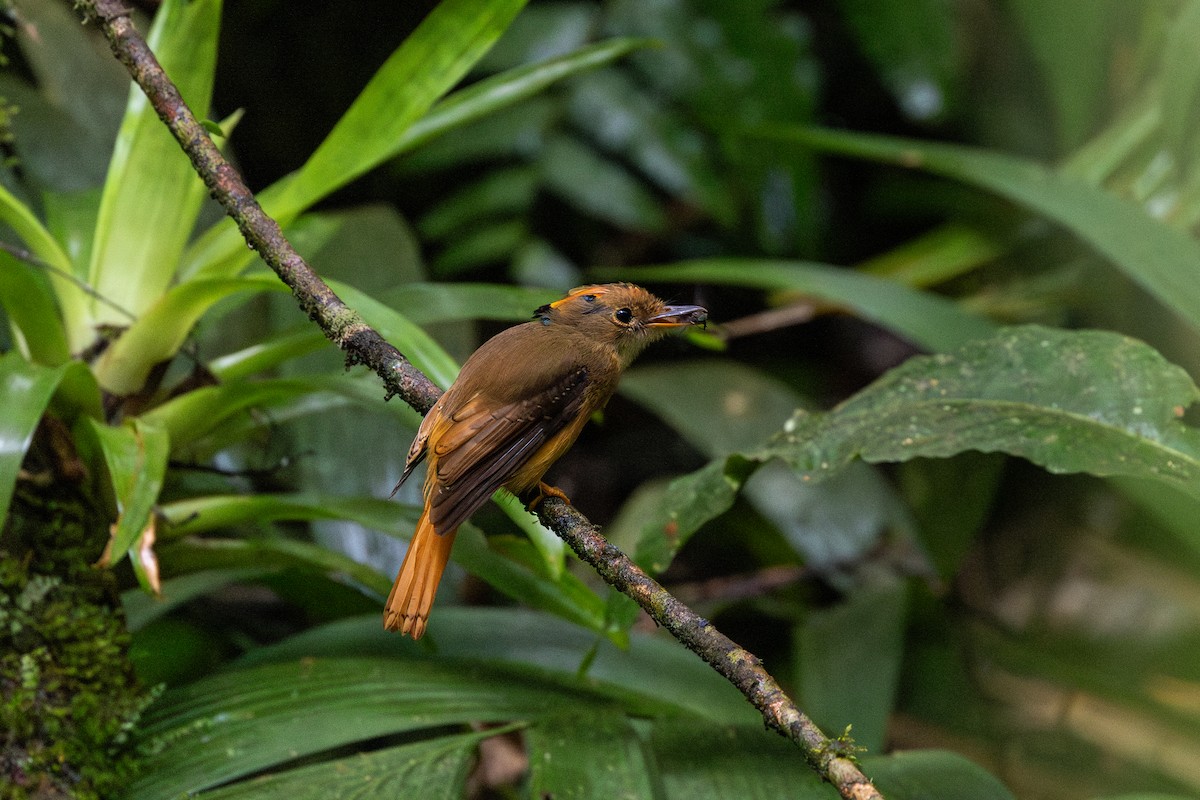 Orangebrust-Kronenbekarde - ML646963804