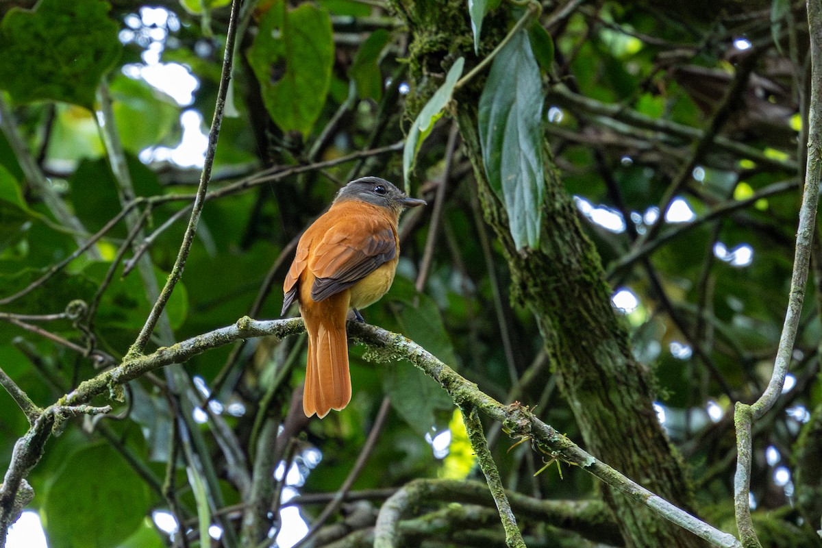 Graukopf-Attilatyrann - ML646963811