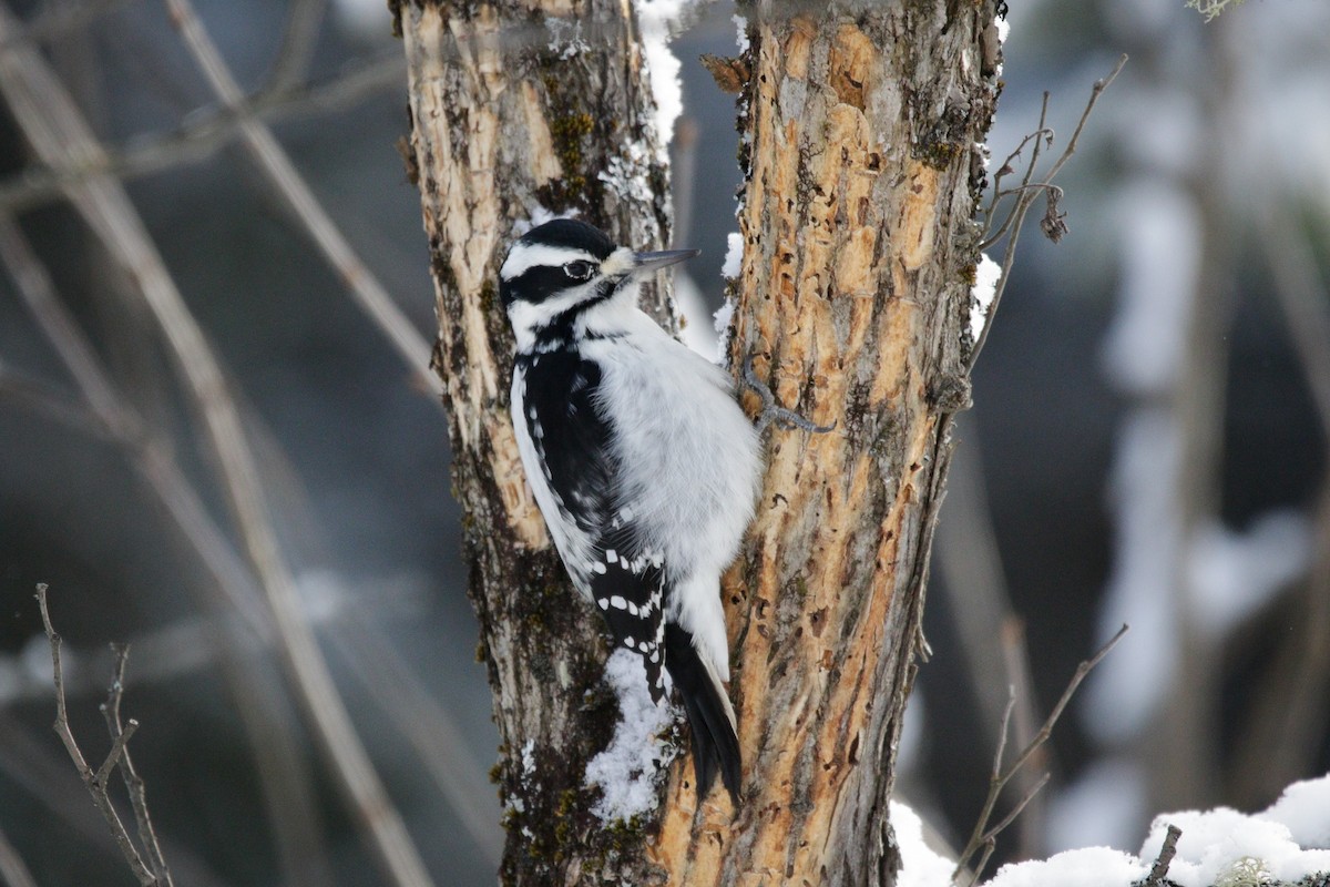 Downy Woodpecker - ML646963813