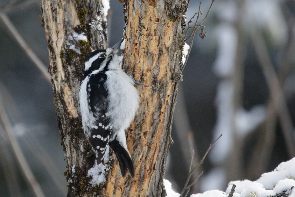 Downy Woodpecker - ML646963814