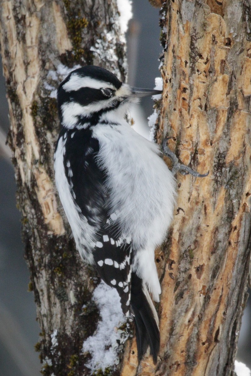 Downy Woodpecker - ML646963815