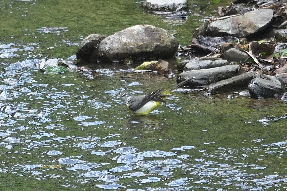 Gebirgsstelze - ML646963821