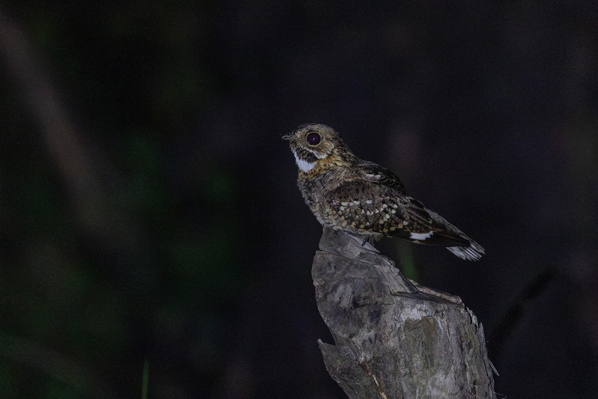 Zwergnachtschwalbe - ML646963823