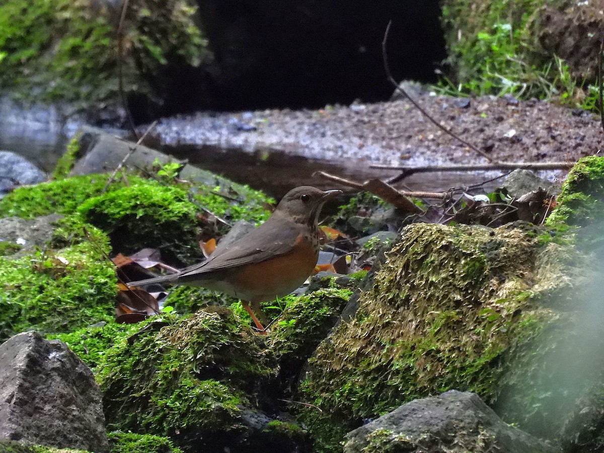 Gray-backed Thrush - ML646963827