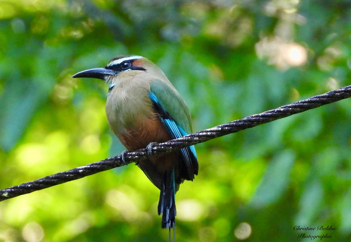 Момот рудочеревий - ML646963828