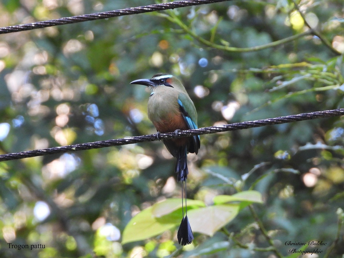 Момот рудочеревий - ML646963829