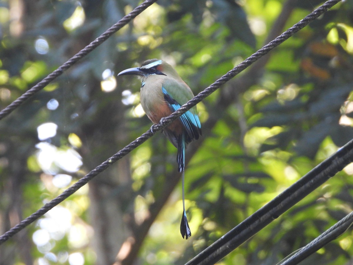 Момот рудочеревий - ML646963830