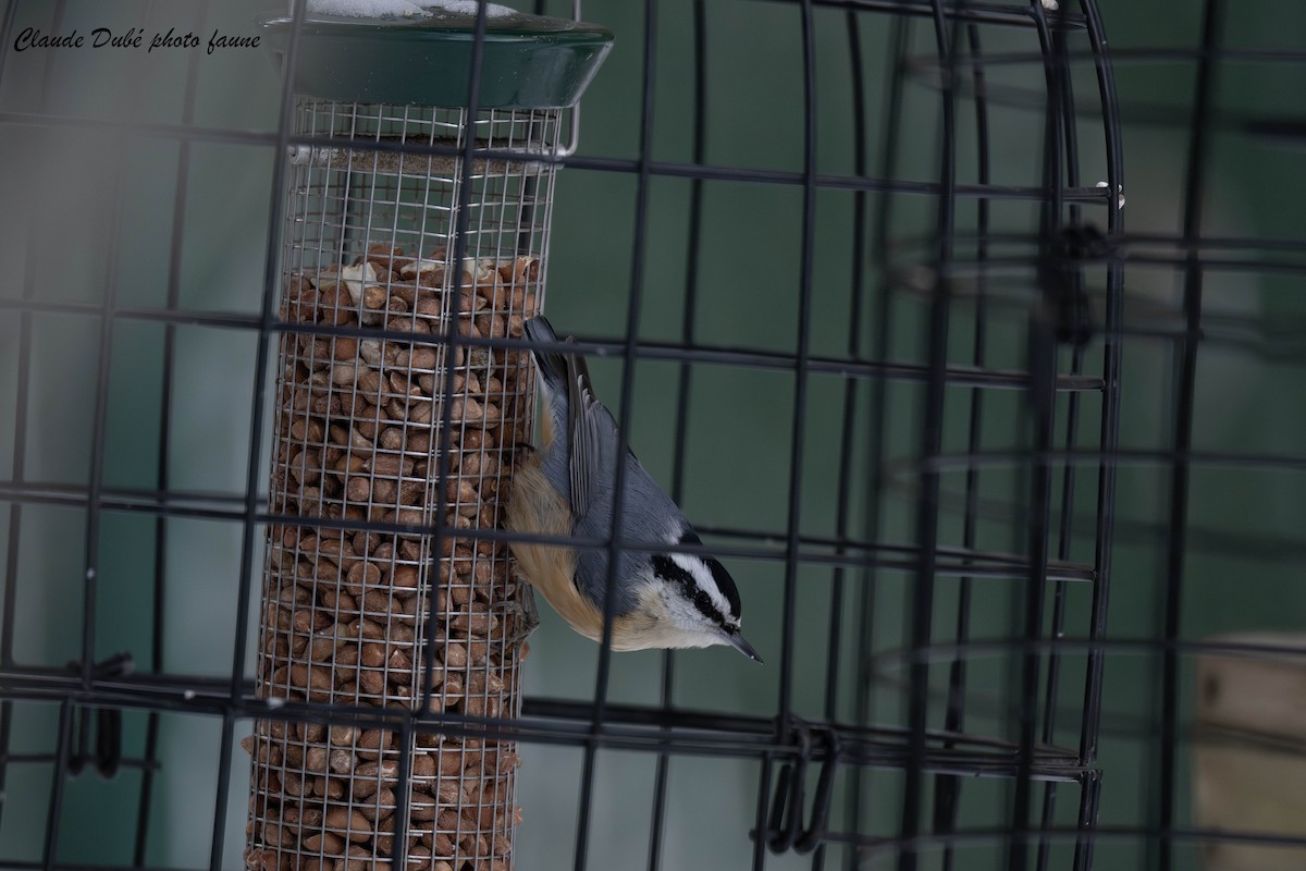 סיטה קנדית - ML646963831