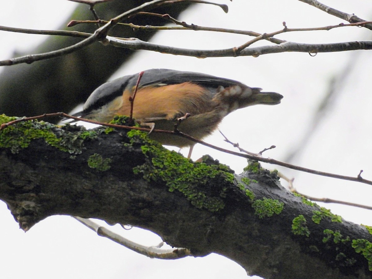 Garrapo eurasiarra [europaea Taldekoa] - ML646963832