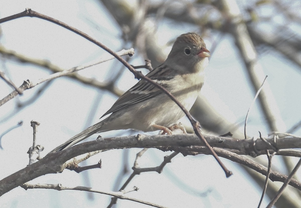 Карнатка польова - ML646963833