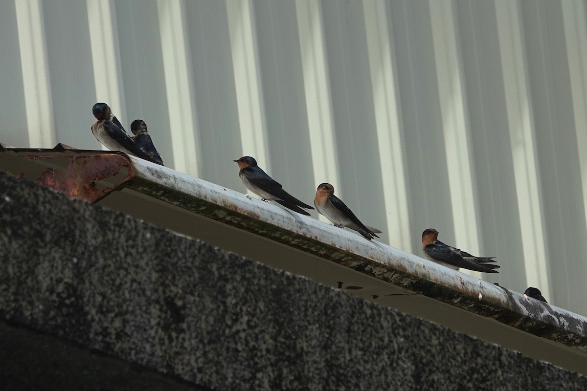 Südseeschwalbe - ML646963837