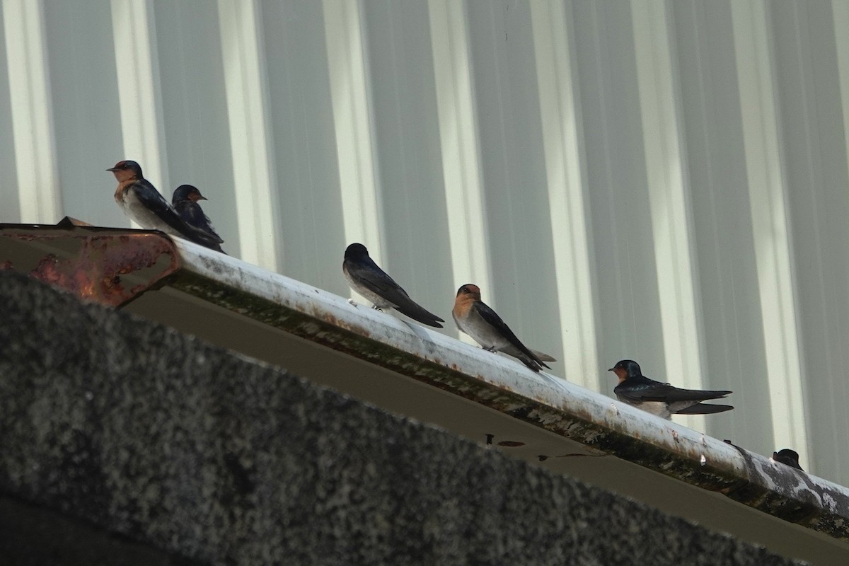 Südseeschwalbe - ML646963838